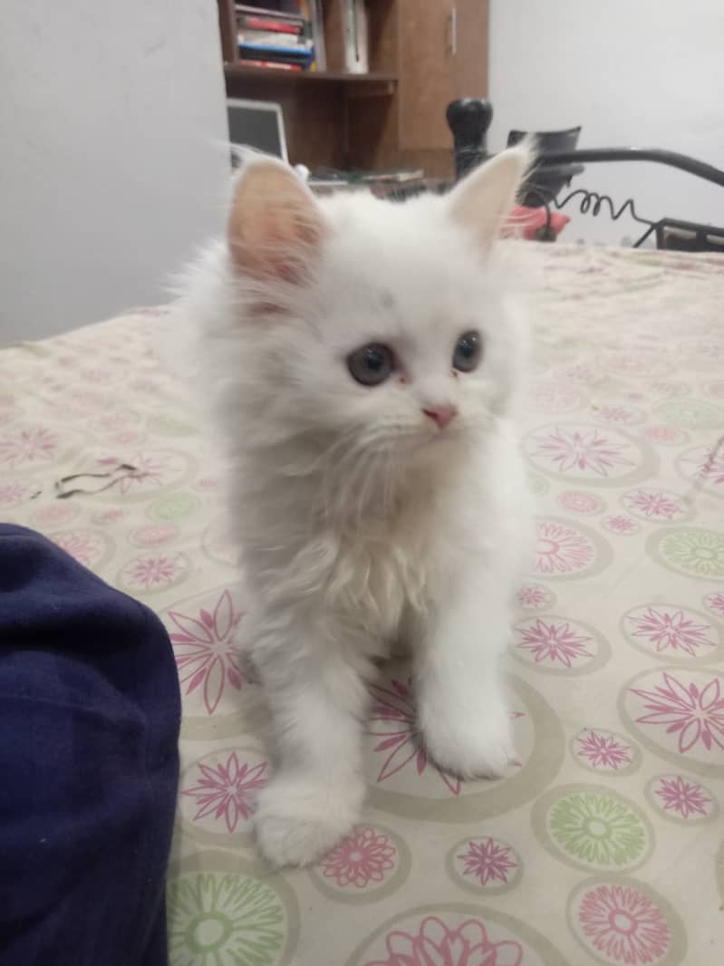 Cute Persian Male Kitten available for Sale 6