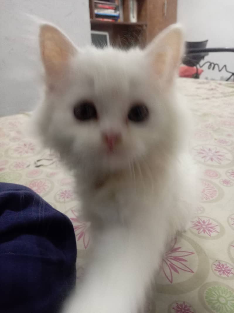 Cute Persian Male Kitten available for Sale 7