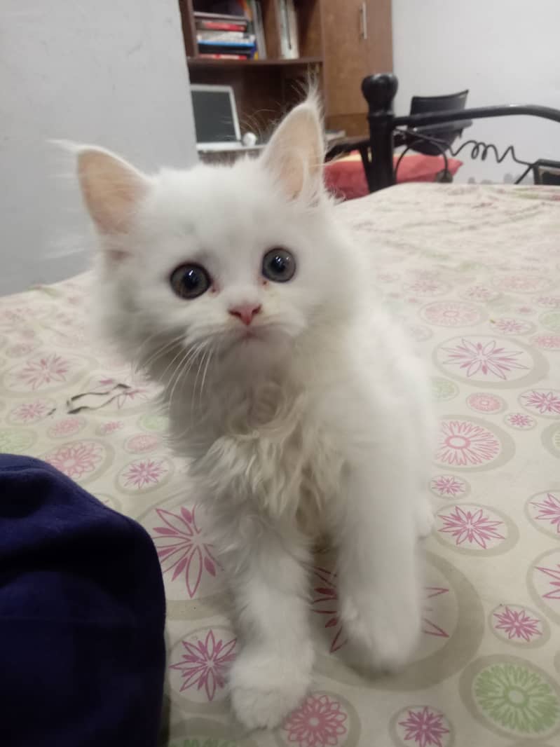 Cute Persian Male Kitten available for Sale 8