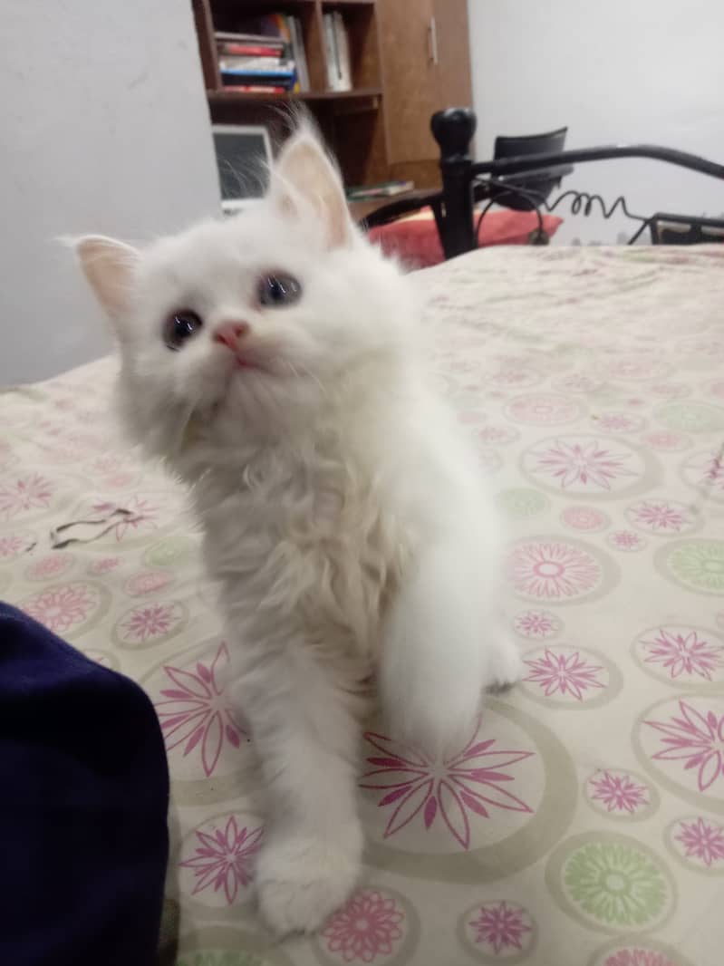 Cute Persian Male Kitten available for Sale 9