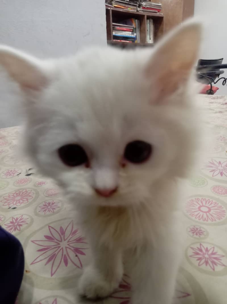 Cute Persian Male Kitten available for Sale 10