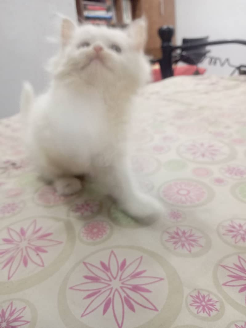 Cute Persian Male Kitten available for Sale 11