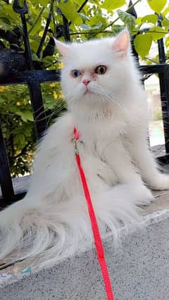 persian cat