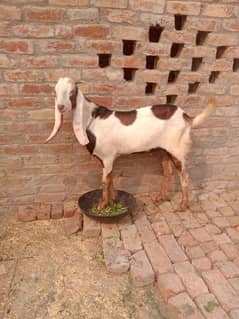 ablak Bakra. age. 8. month  height. 31. inc  hai  serios buyer