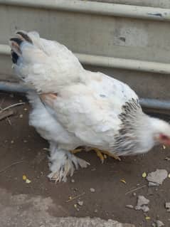 Brahma &Ayam cemani