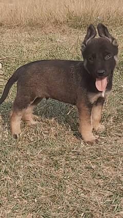 Belgium Shepherd bigha Ali Secretary guard mail 2 month for sale