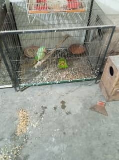 cage for sale full angle