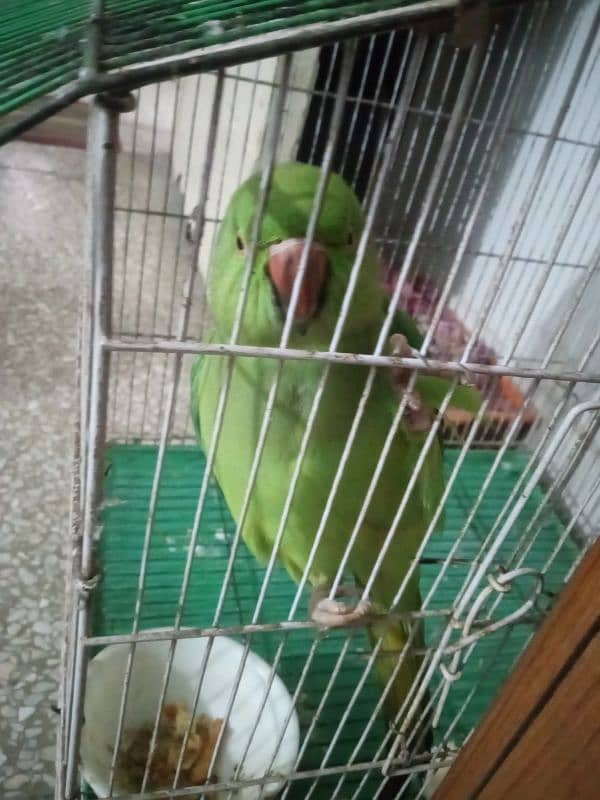 Female green parrot 0