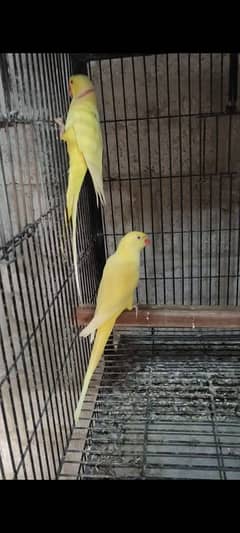 Yellow Ringneck Pair For Urgent Sale