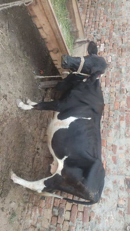 Frizon cross cow 4litr se 6litr dodh 2