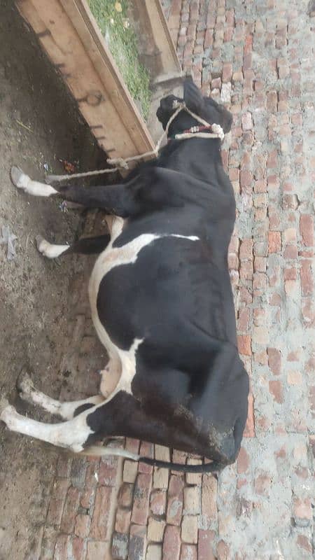 Frizon cross cow 4litr se 6litr dodh 4