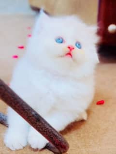 Persian Cat for sale my WhatsApp number=03=47=59=40=629=