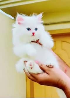 Persian Cat for sale my WhatsApp number 03=47=59=40=629=