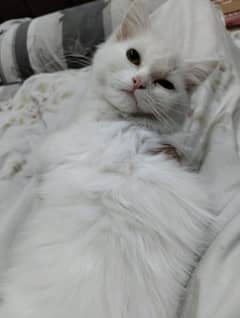 Persian cat