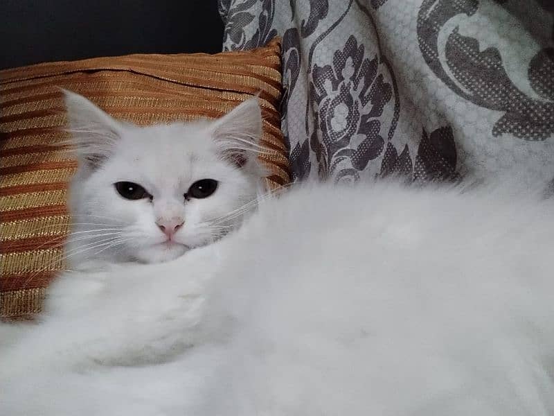 Persian cat 1