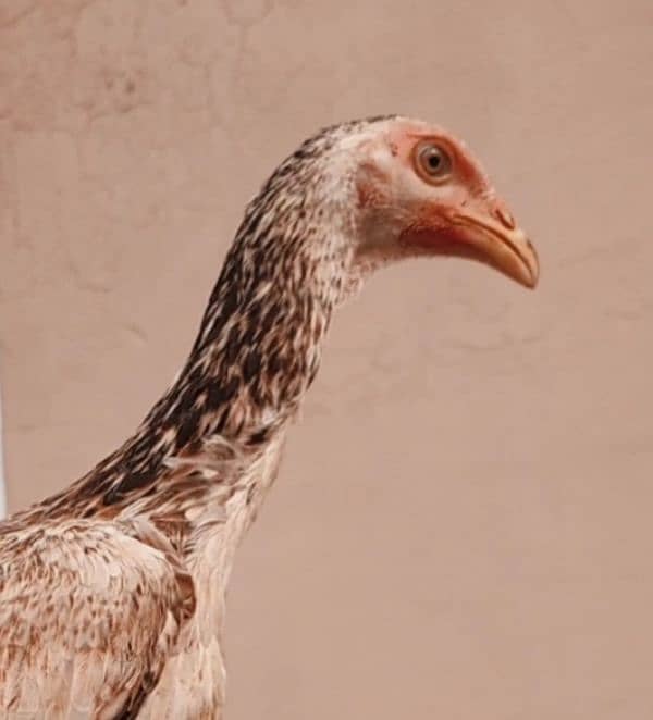 Shamo | Japanees | King | Female | Shamoo | Murga | Hens | Black shamo 0