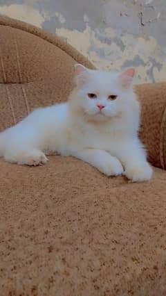 Persian Male Cat For Sale