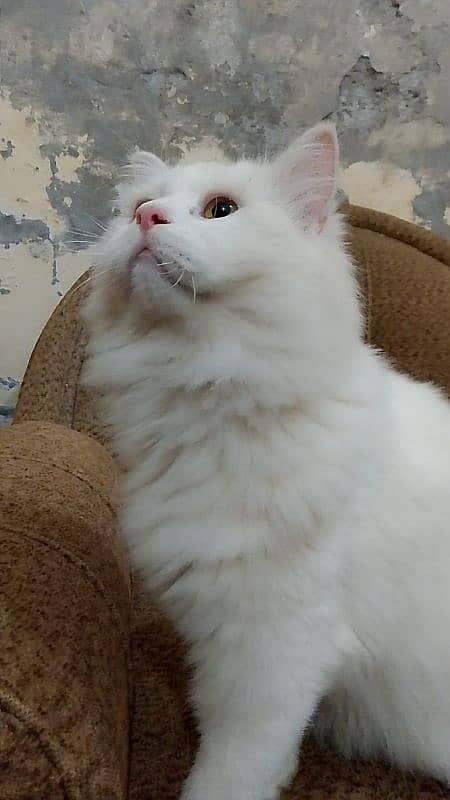 Persian Male Cat For Sale 2