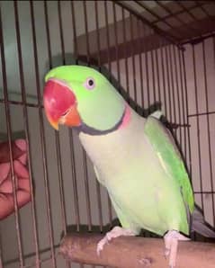 raw parrot for sale my WhatsApp number 03=47=59=40=629