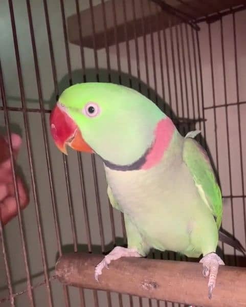 raw parrot for sale my WhatsApp number 03=47=59=40=629 1