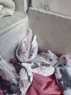 Eno V pied cockatiel babies