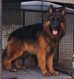 German shepherd Male