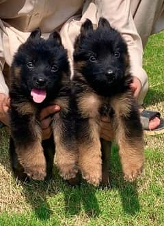 Top quality garman shepherd puppy for sale