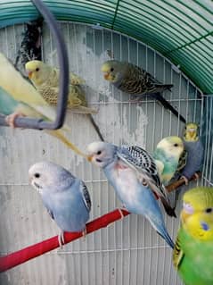 12 budgies paarrots 7 male  5 female cage in good conditions