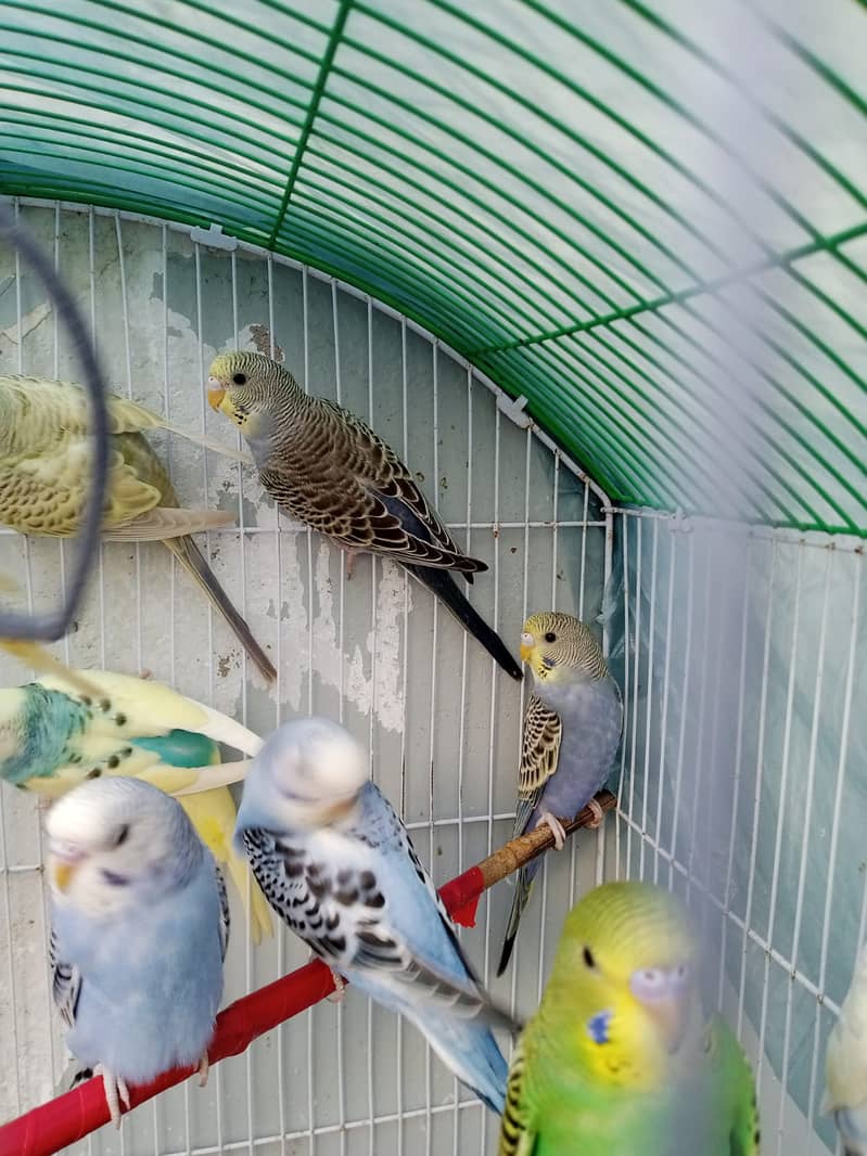 12 budgies paarrots 7 male  5 female cage in good conditions 1