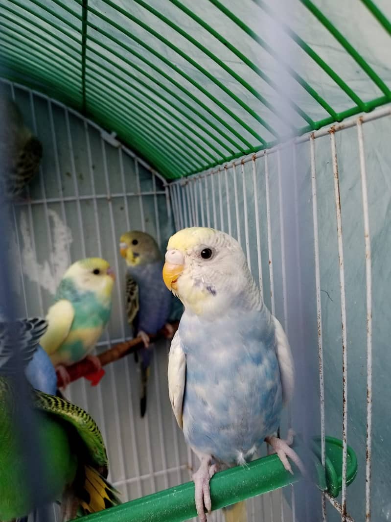 12 budgies paarrots 7 male  5 female cage in good conditions 2