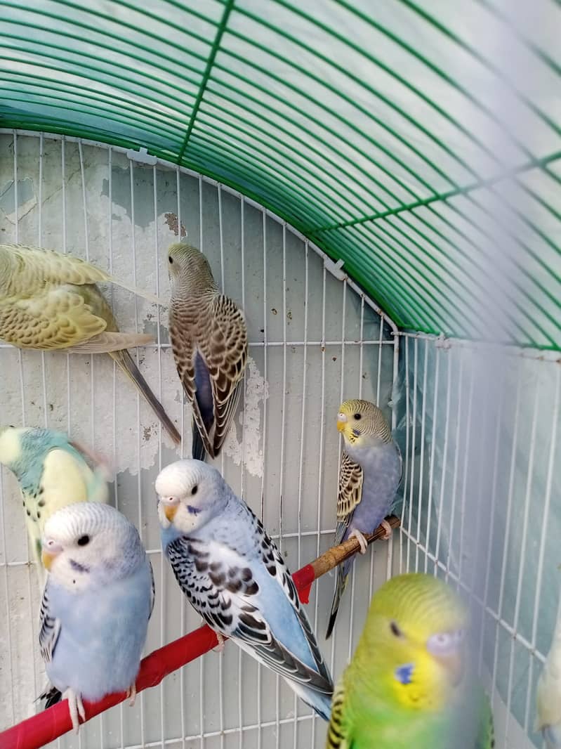 12 budgies paarrots 7 male  5 female cage in good conditions 3