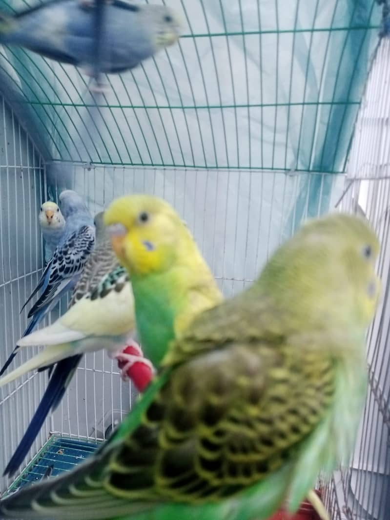 12 budgies paarrots 7 male  5 female cage in good conditions 4