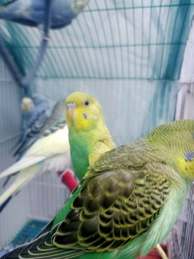 12 budgies paarrots 7 male  5 female cage in good conditions 5