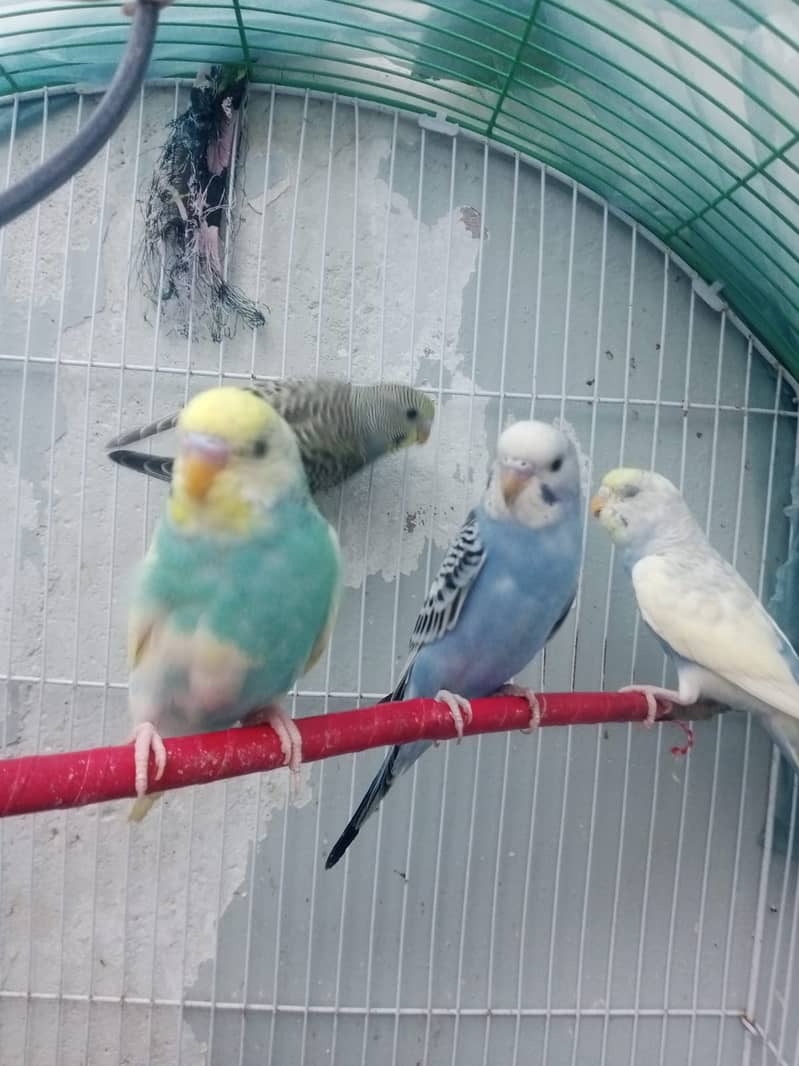 12 budgies paarrots 7 male  5 female cage in good conditions 7