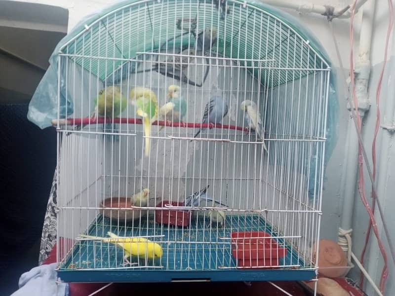 12 budgies paarrots 7 male  5 female cage in good conditions 8