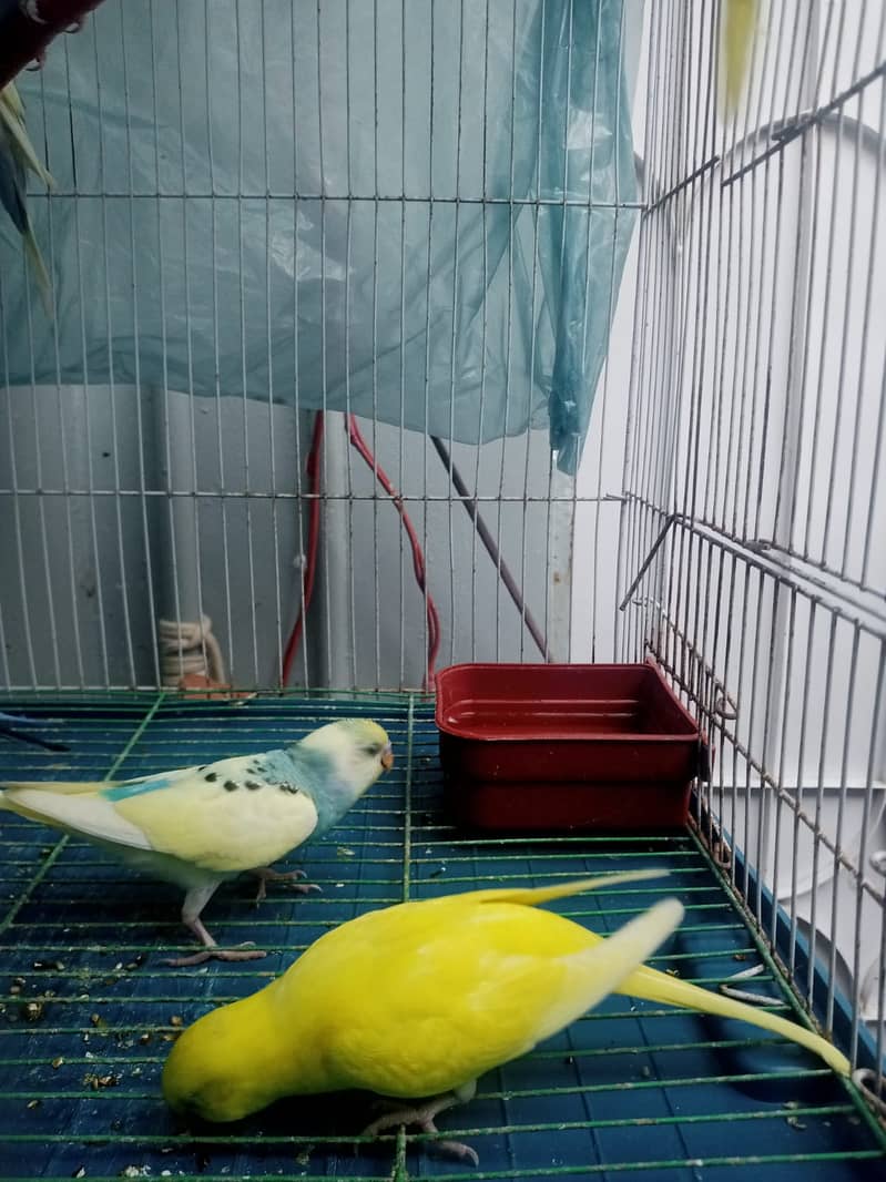 12 budgies paarrots 7 male  5 female cage in good conditions 9