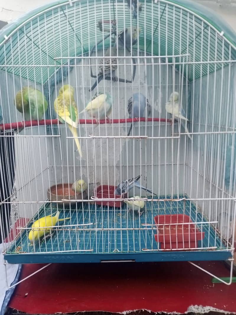 12 budgies paarrots 7 male  5 female cage in good conditions 10