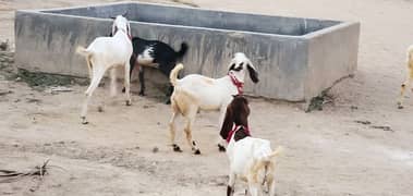 Goats (Bakra) for sale