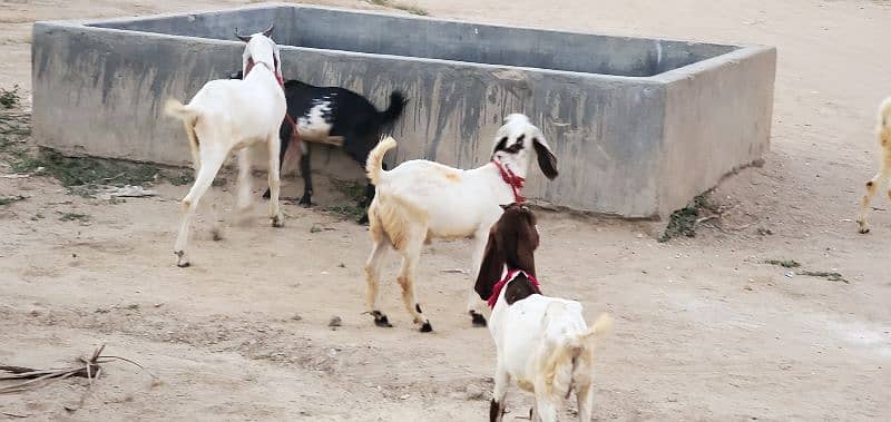 Goats (Bakra) for sale 0