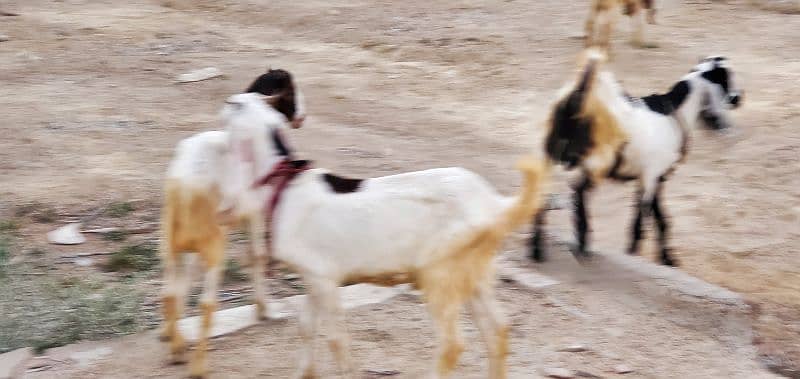 Goats (Bakra) for sale 1