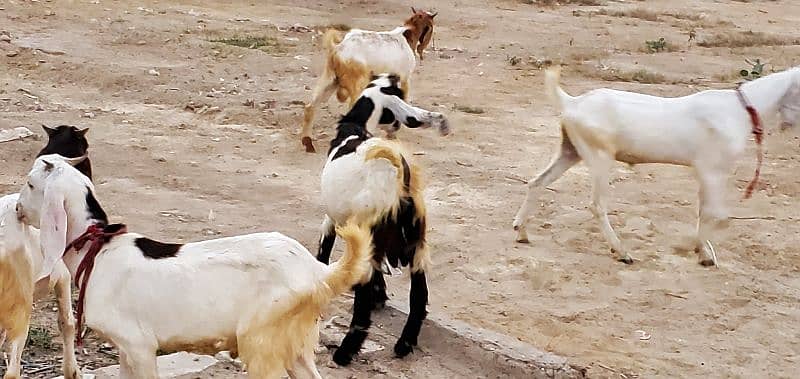 Goats (Bakra) for sale 2