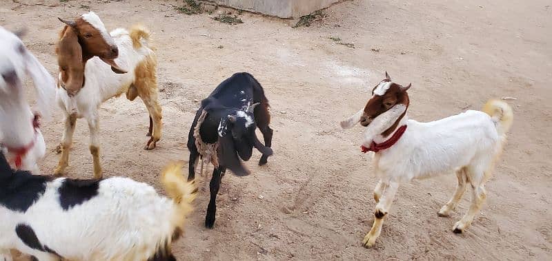 Goats (Bakra) for sale 3