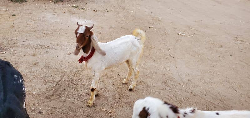 Goats (Bakra) for sale 4