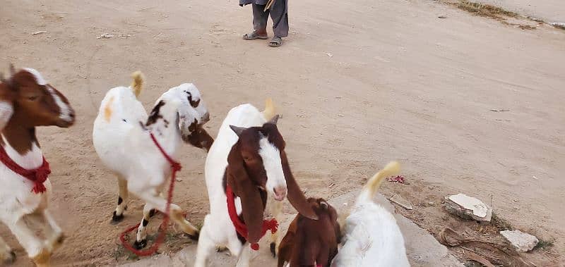 Goats (Bakra) for sale 5