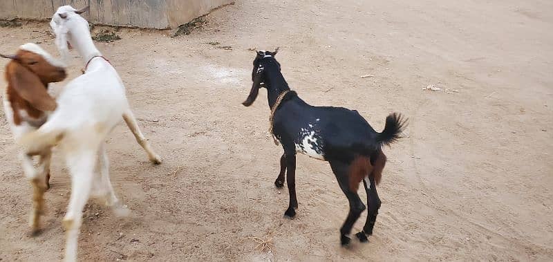 Goats (Bakra) for sale 6