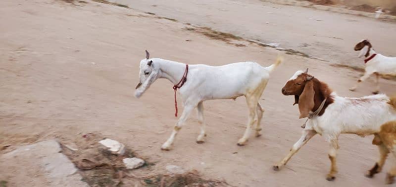 Goats (Bakra) for sale 7