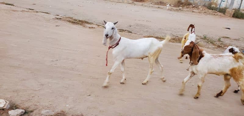 Goats (Bakra) for sale 8