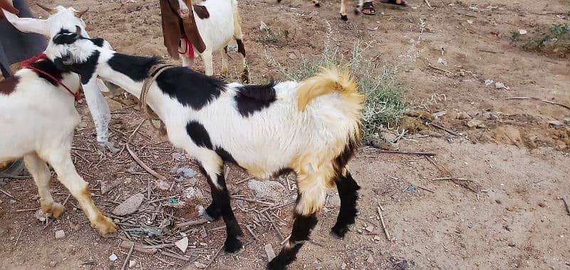 Goats (Bakra) for sale 9