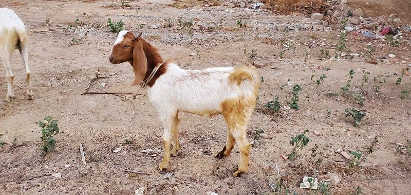 Goats (Bakra) for sale 10