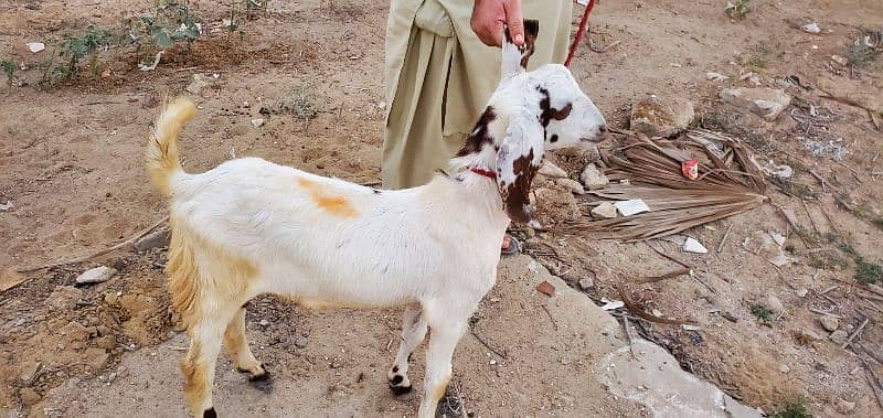 Goats (Bakra) for sale 11